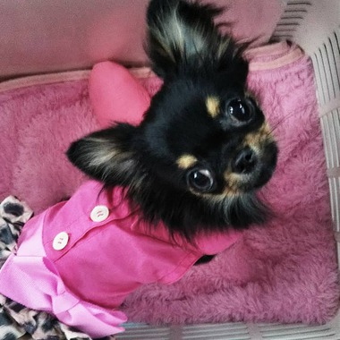 動物取扱い代行業務もおこなっております