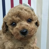 【全て売約済み】　　トイプードルの子犬たち✨可愛くなってきましたよ‼️ 2021/05/15 08:24:00