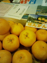 天草ポンカン 2011/12/15 13:26:34