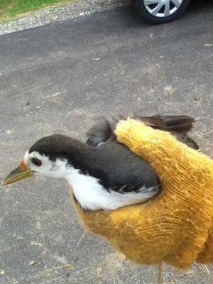 シロハラクイナ捕獲！