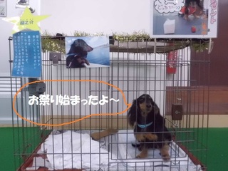 お祭り、始まりました～♪