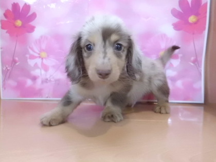 ★PET HOUSE NEWS★