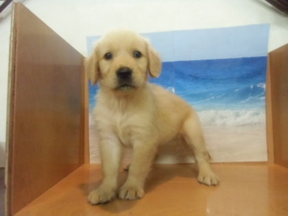 ★PET HOUSE NEWS★