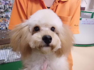 イベント「MIX犬祭り」