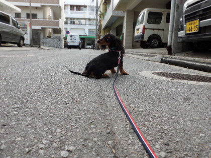 超之介☆初お散歩の巻★