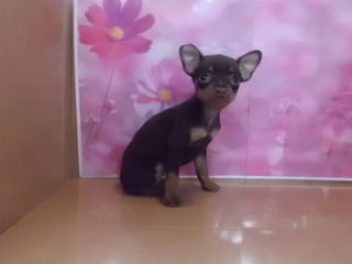 ★PET HOUSE NEWS★