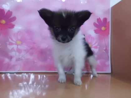 ★PET HOUSE NEWS★