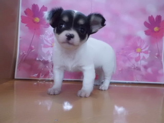 11/24　入荷犬情報