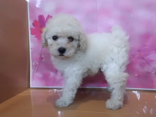 入荷犬情報☆