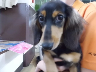 新しい家族(*^ω^*)