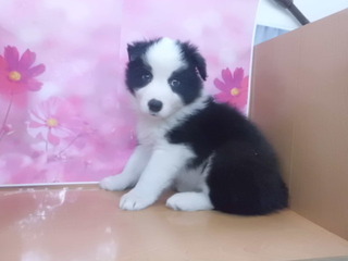 入荷犬情報♪