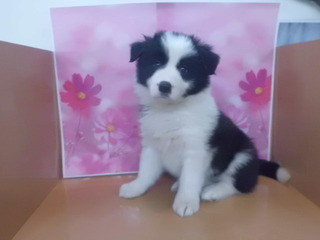 入荷犬情報♪