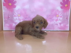 ♫入荷犬情報♪
