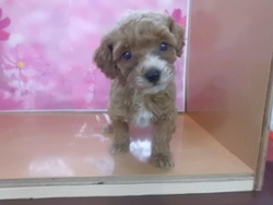 ♫入荷犬情報♪