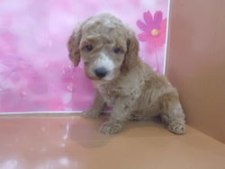 ♫入荷犬情報♪