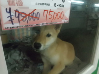 コジマ×PET HOUSE