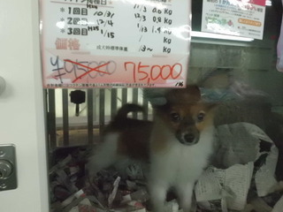 コジマ×PET HOUSE