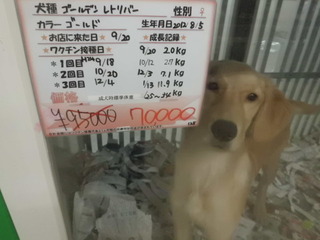 コジマ×PET HOUSE