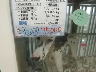 コジマ×PET HOUSE