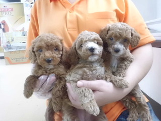♫入荷犬情報♪