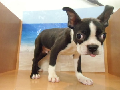 ★PET HOUSE NEWS★