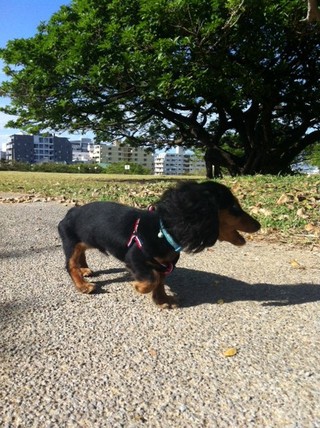 ★超之介★公園デビュー