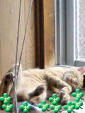 ○ひるねこ 2011/09/27 13:50:09