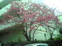 桜満開！です♪