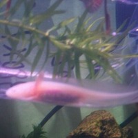 ウーパールーパー 2012/01/07 14:08:11