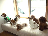 ワン友になる方法 2009/06/06 08:44:45