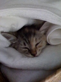 子猫 2010/05/10 15:35:02