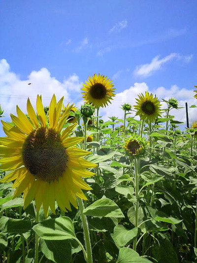 夏らしく