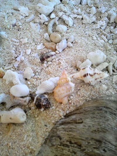 はての浜の写真