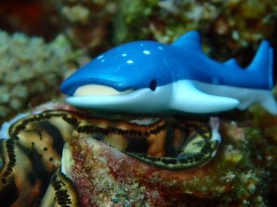 自粛明けの海