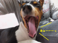 何事も無く平穏（＾＾） 2014/04/03 05:47:50