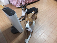 換毛期かな。。 2014/03/24 05:58:36