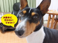 ワンって吠えないから（＾＾） 2014/05/07 05:45:17