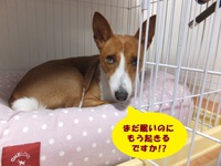 寂しがり屋で甘えん坊。。 2014/05/22 05:36:26
