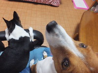 ニャンコロリン。。 2014/07/02 05:35:16