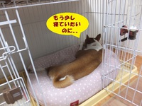 疲れも吹っ飛ぶウマウマ顔！！ 2014/07/23 05:24:02