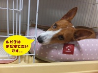 月一のウマウマ♪ 2014/08/11 05:31:05