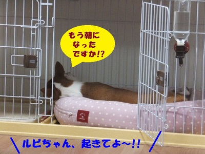 巻いて巻いて。。