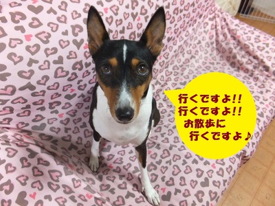 あれまあ・・・。。