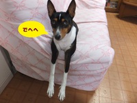 犬の習性。。 2014/04/14 05:46:44