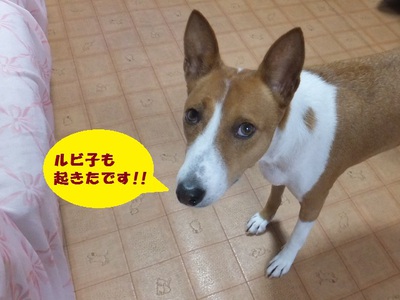 犬の習性。。