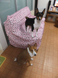 ナーベラー。。 2014/04/22 05:53:52