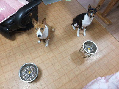 ワンって吠えないから（＾＾）
