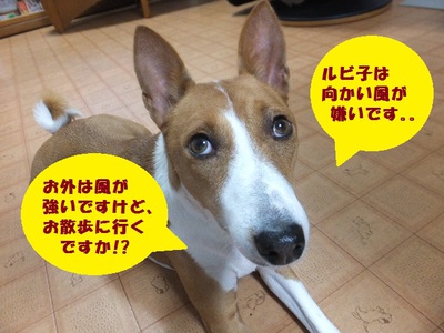 あれまあ・・・。。