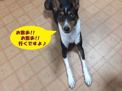 寂しがり屋で甘えん坊。。