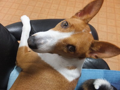 ニャンコとワンコの微妙な距離（笑）